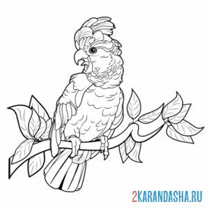 Раскраска дикий попугая