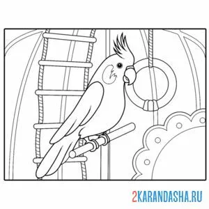 Раскраска домашний попугай в клетке