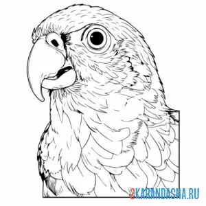 Раскраска голова попугая