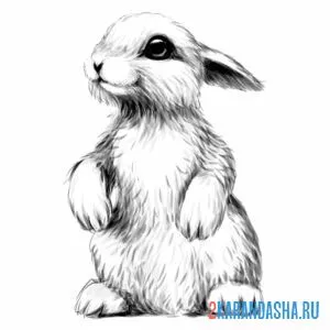 Раскраска фото заяц
