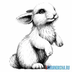 Раскраска заяц на фото