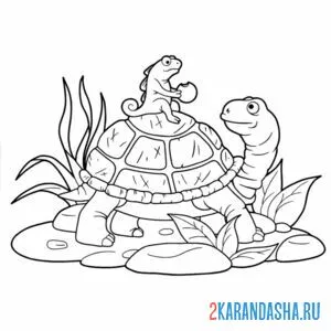 Раскраска черепаха и хамелеон