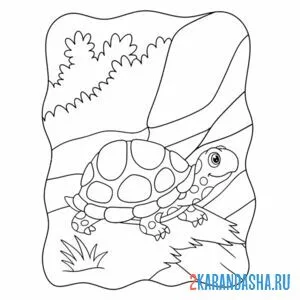 Раскраска лесная черепаха