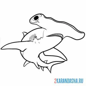 Раскраска акула молотоголовая