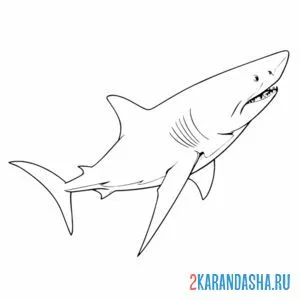 Раскраска опасная белая акула