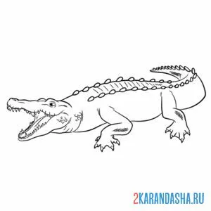 Раскраска злой крокодил