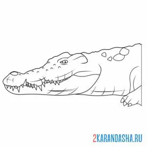 Раскраска фото крокодила