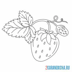 Раскраска клубника усик