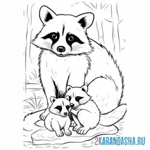 Раскраска мама енот и двое малышей