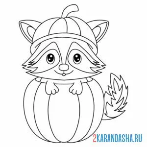 Раскраска енот в тыкве
