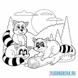 Раскраска хулиганы еноты