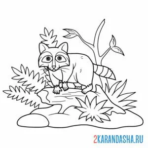 Раскраска енот на камне