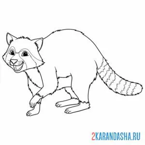 Раскраска енот настоящий