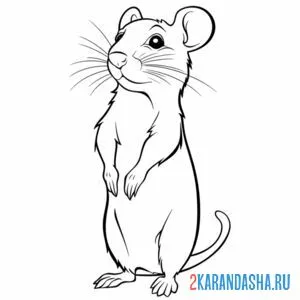 Раскраска мышь настоящая