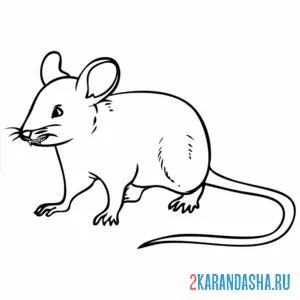 Раскраска настоящая мышь
