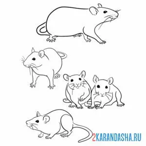 Раскраска много мышей