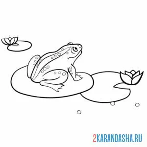 Раскраска большая лягушка на кувшинке