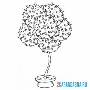 Раскраска дерево в горшке