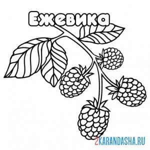 Раскраска ежевика ягода