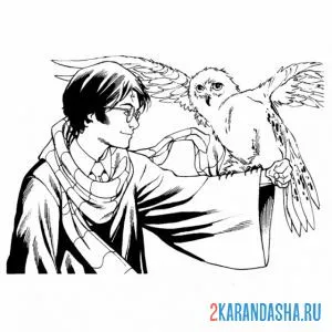 Раскраска гарри поттер держит сову