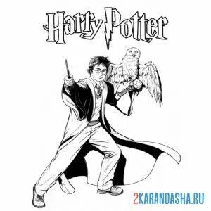 Раскраска гарри поттер и сова хедвиг