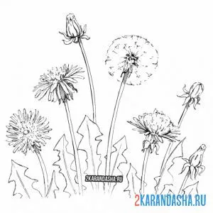 Раскраска много одуванчиков