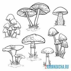 Раскраска много разных грибов