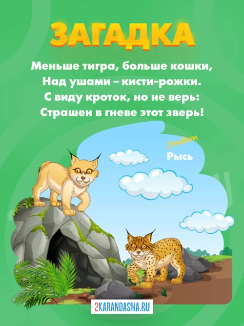 Загадки Рысь